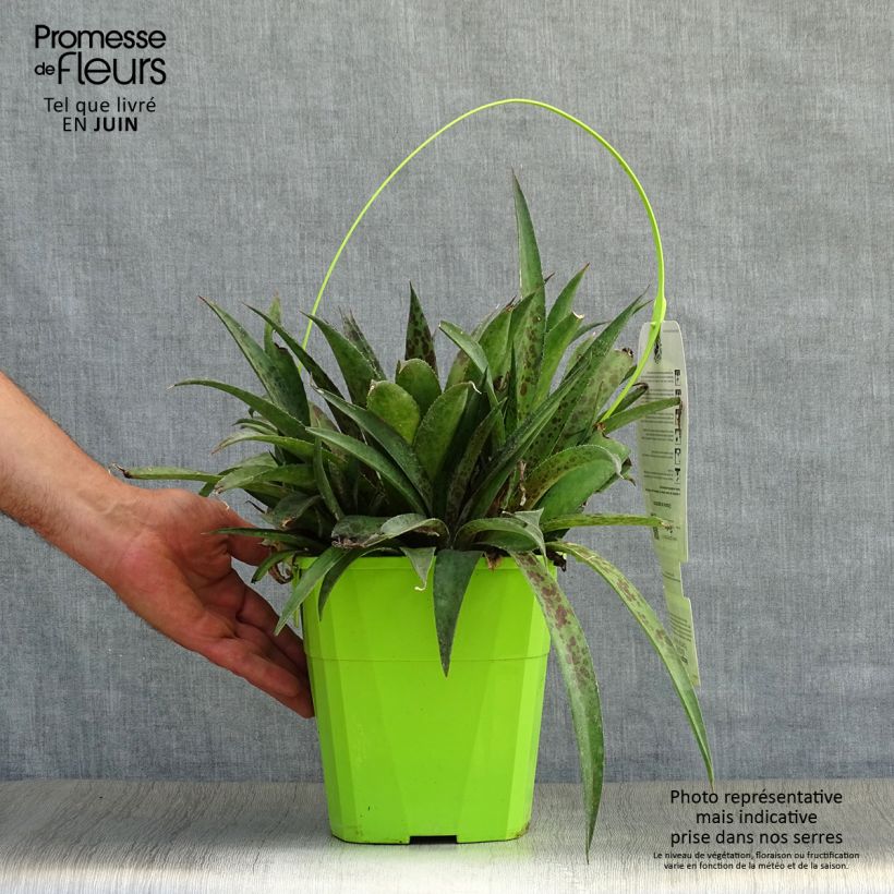 Exemplar von Mangave Mangavé Pineapple Express Topf mit 3L/4L wie im Sommer geliefert