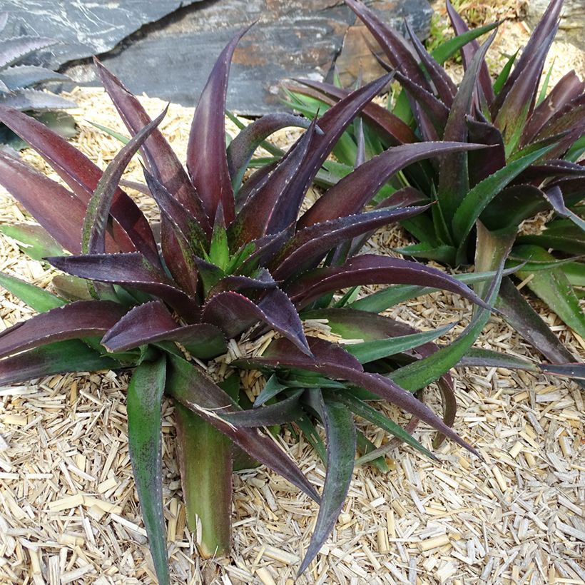 Mangave Mangavé Redwing (Hafen)