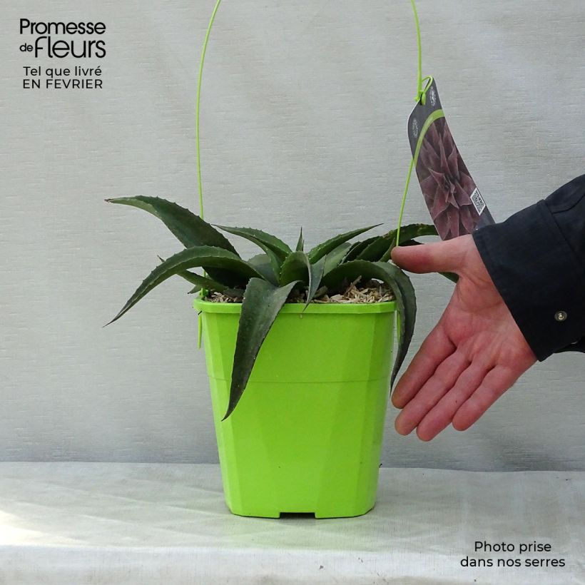 Exemplar von Mangave Mangavé Redwing Topf mit 3L/4L wie im Winter geliefert