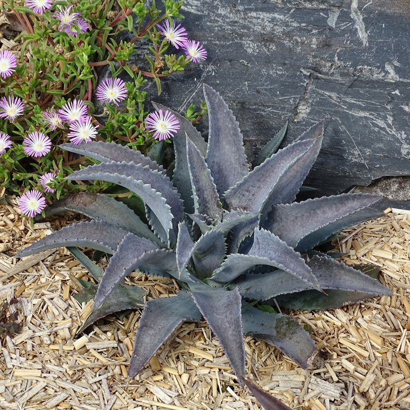 Mangave Mangavé Silver Fox (Hafen)