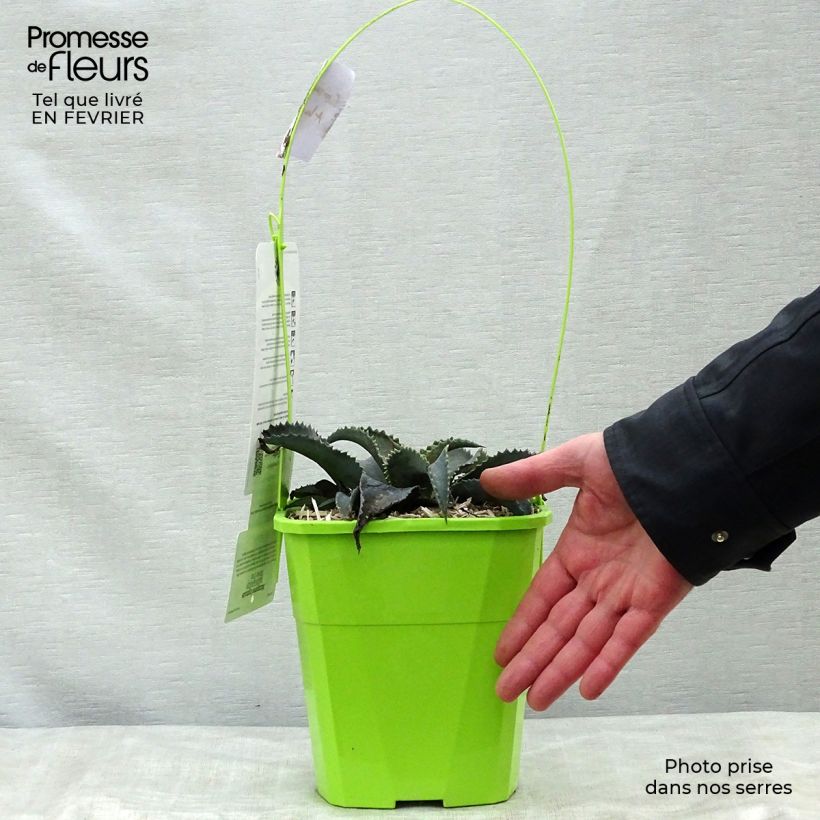 Exemplar von Mangave Mangavé Silver Fox Topf mit 3L/4L wie im Winter geliefert