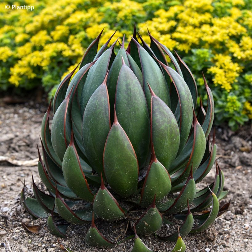 Mangave Praying Hands (Laub)