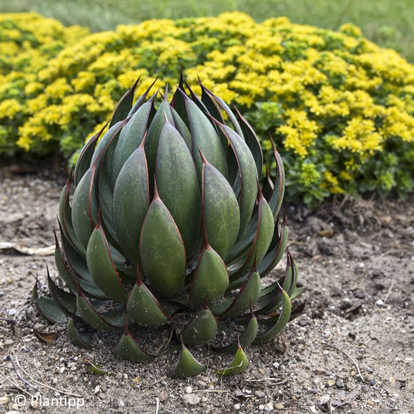Mangave Praying Hands (Hafen)