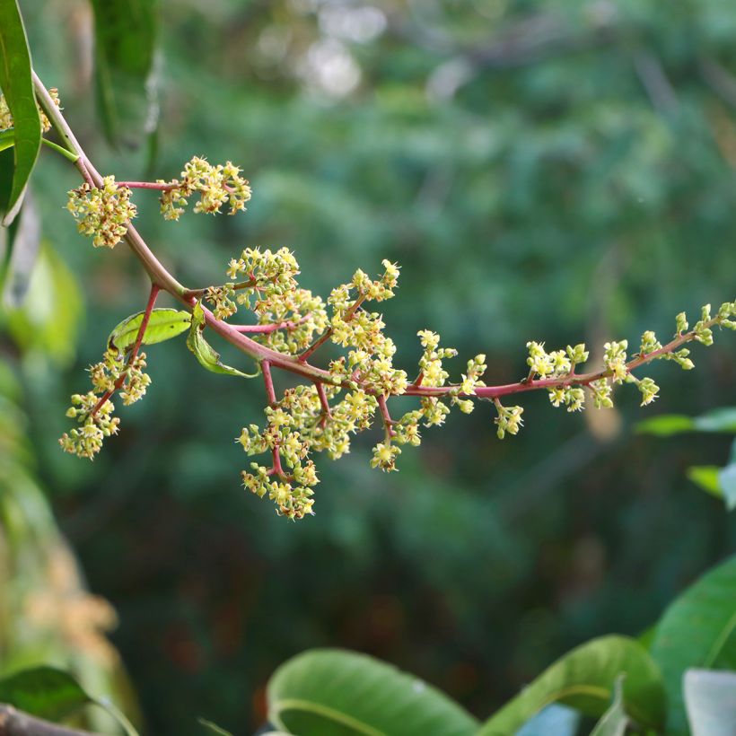 Mangifera indica - Mangobaum (Flowering)