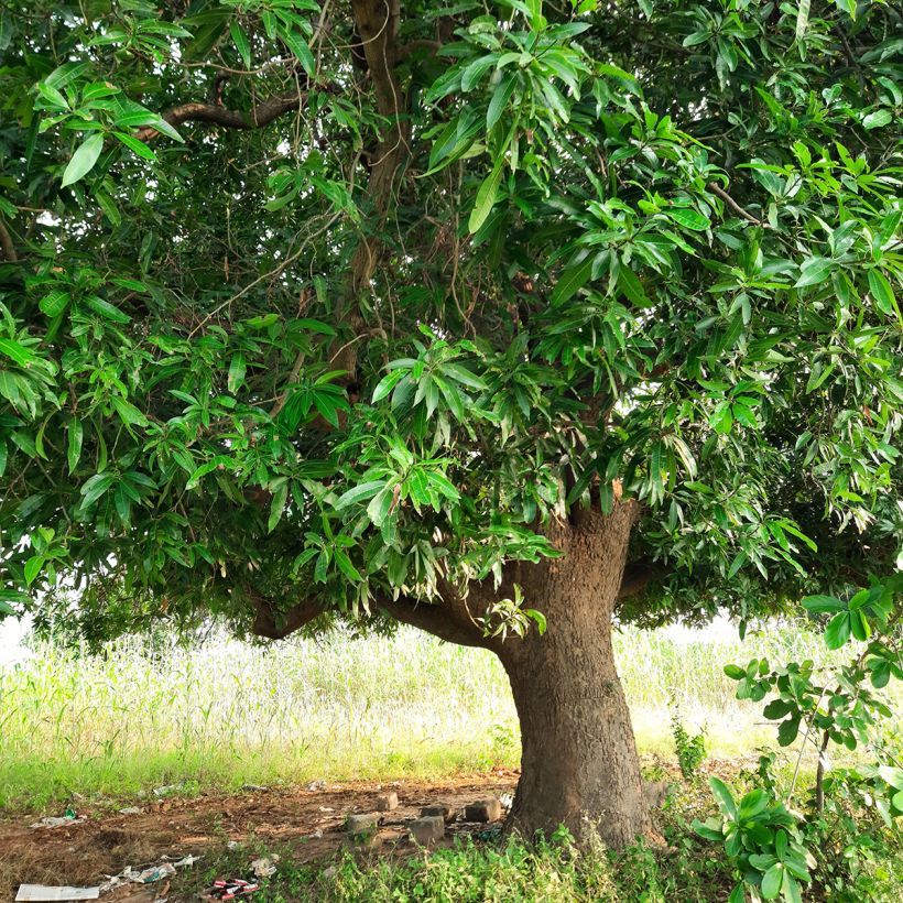 Mangifera indica - Mangobaum (Plant habit)
