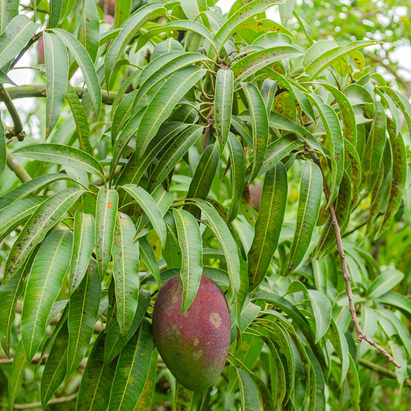 Mangobaum Irwin - Mangifera indica (Foliage)