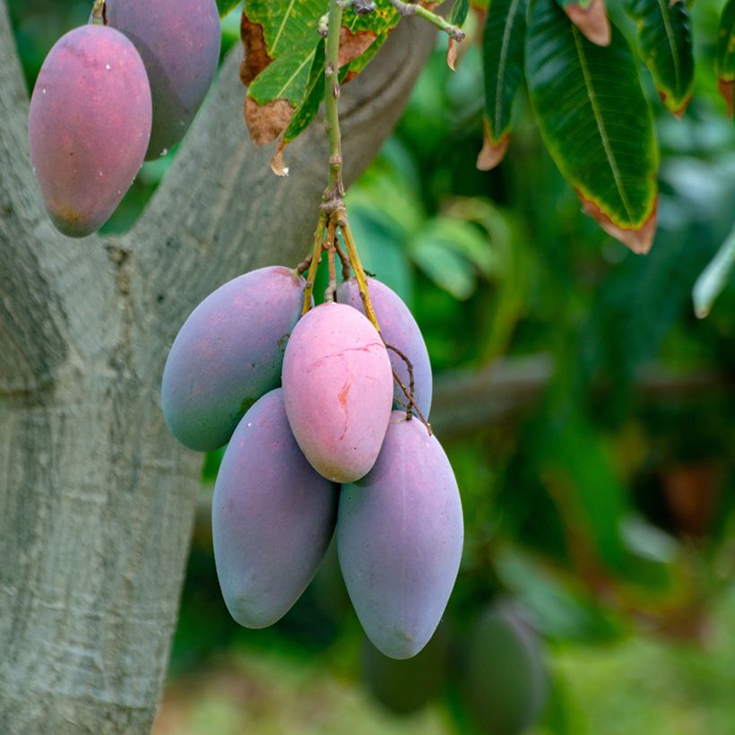Mangobaum Irwin - Mangifera indica (Harvest)