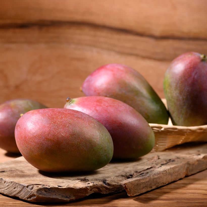 Mangobaum Palmer - Mangifera indica (Harvest)