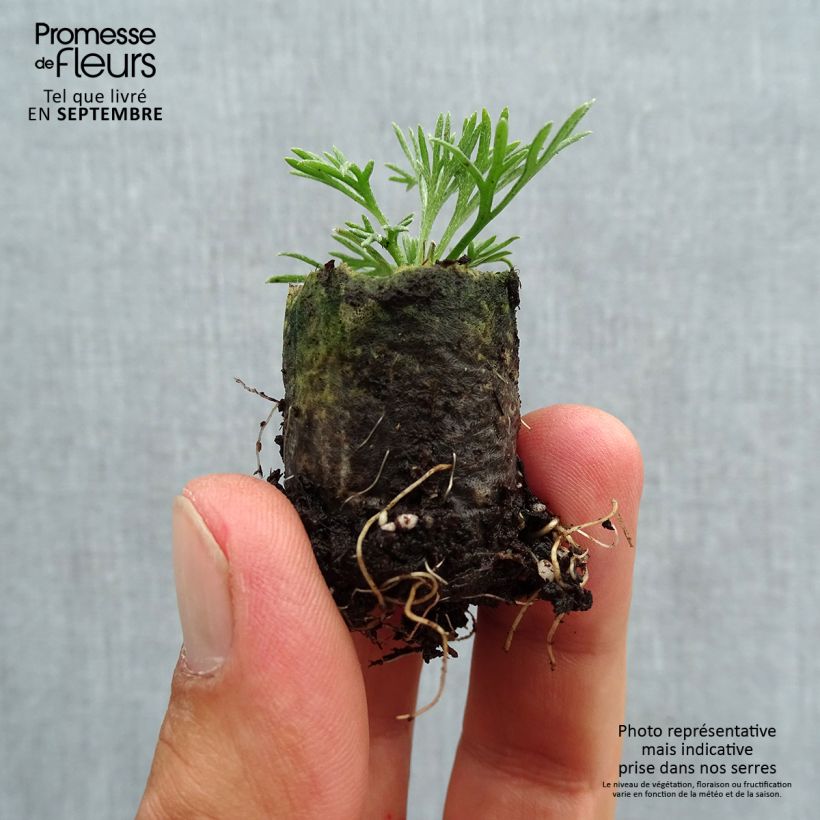 Example of Rhodanthemum hosmariense African Rose - Marokkanische Margerite Mini-Plug Ø 3/4 cm as you get in automne