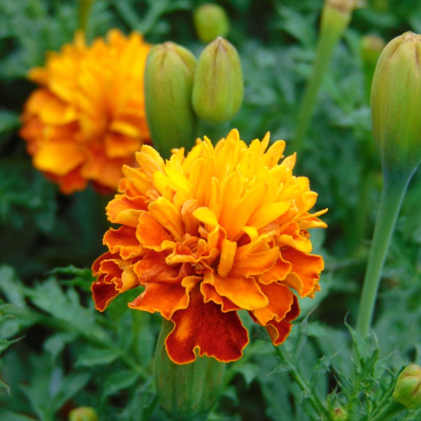 Studentenblume Mowgli Bicolour (Flowering)
