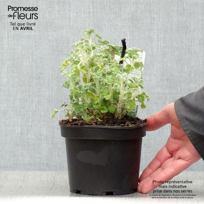 Example of Gemeiner Andorn - Marrubium vulgare Topf mit 1,5L/2L as you get in printemps