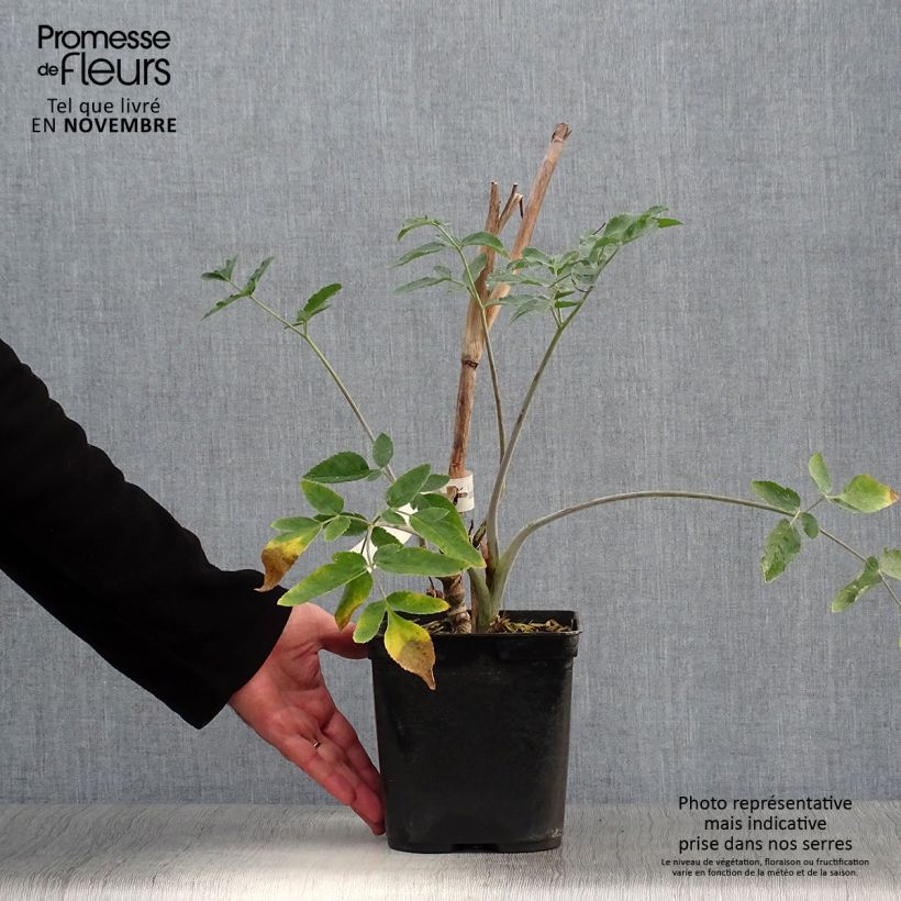 Example of Mathiasella bupleuroides Green Dream Topf mit 3L/4L as you get in automne