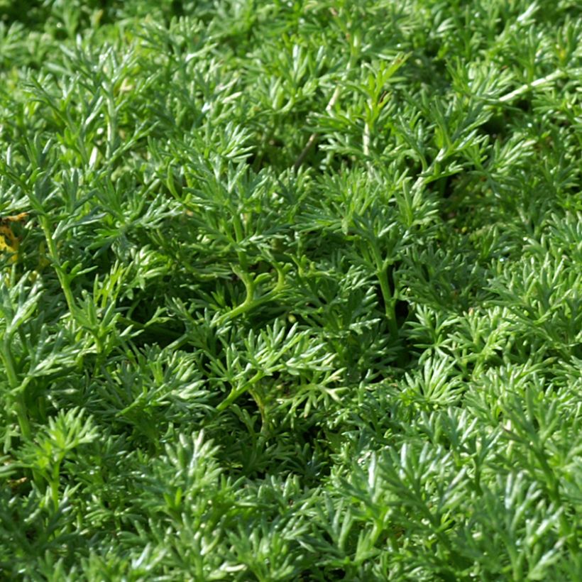 Matricaria tchihatchewii - Kamille (Foliage)