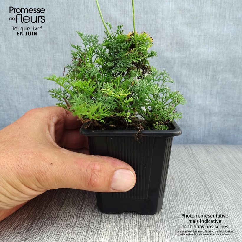 Example of Matricaria tchihatchewii - Kamille Kleine Töpfe von 8/9 cm as you get in ete