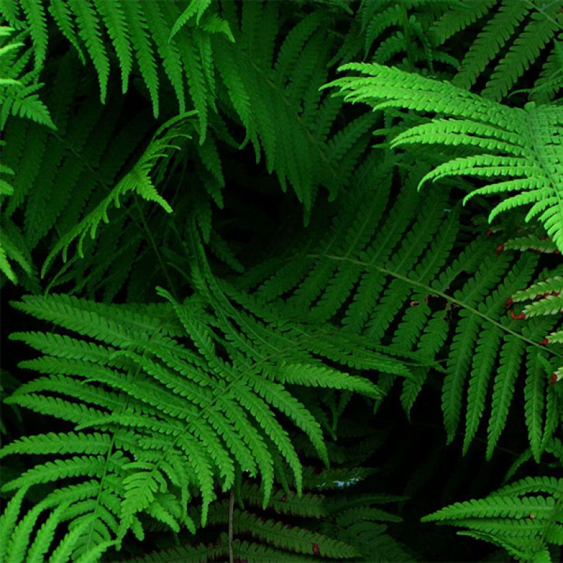Amerikanischer Straußenfarn - Matteuccia struthiopteris var. pensylvanica (Foliage)