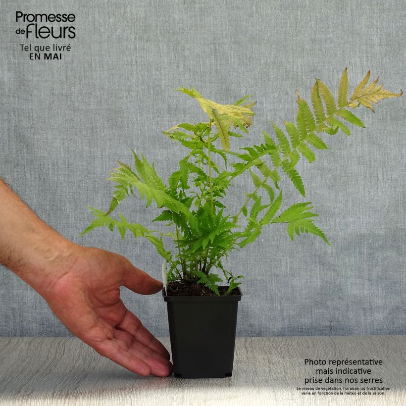 Exemplar von Amerikanischer Straußenfarn - Matteuccia struthiopteris var. pensylvanica Kleine Töpfe von 8/9 cm wie im Frühjahr geliefert