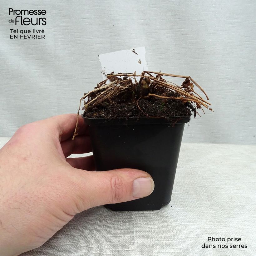 Exemplar von Straußenfarn - Matteuccia struthiopteris Kleine Töpfe von 8/9 cm wie im Winter geliefert