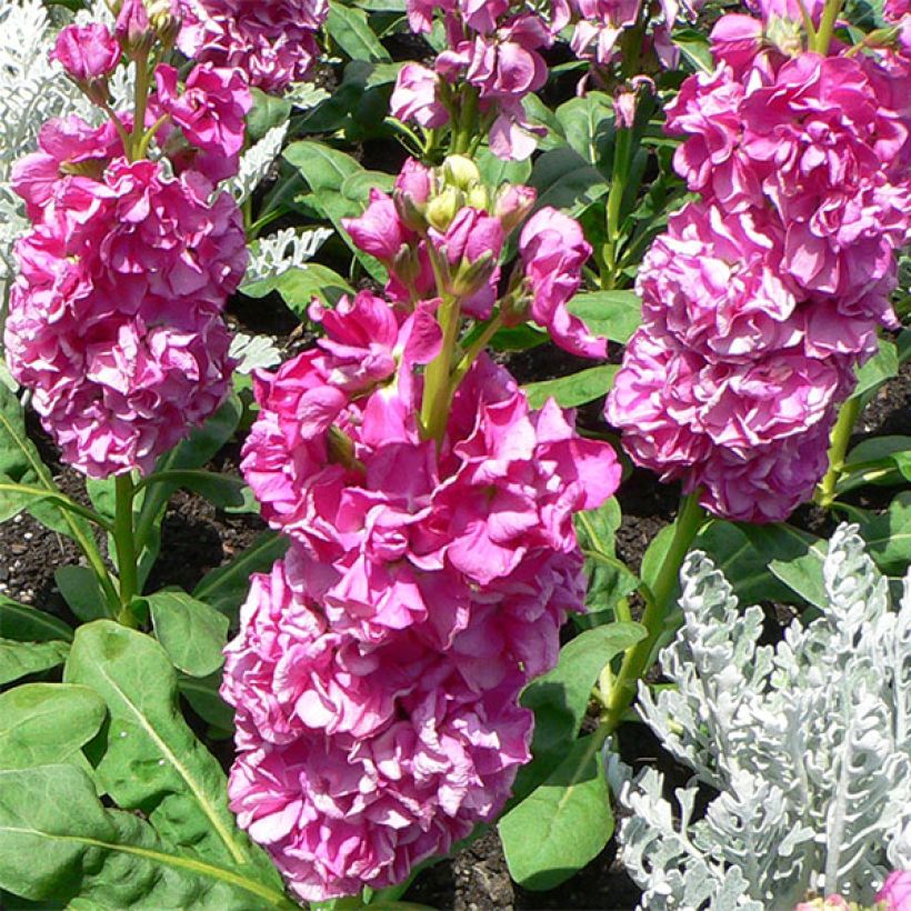Levkoje - Matthiola incana (Flowering)