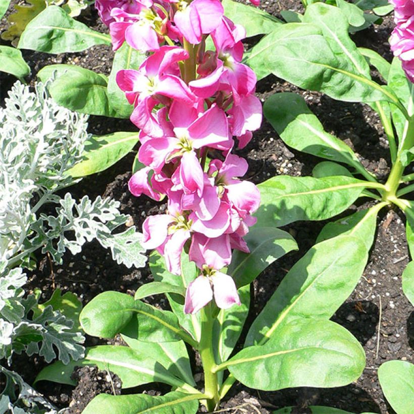 Levkoje - Matthiola incana (Plant habit)