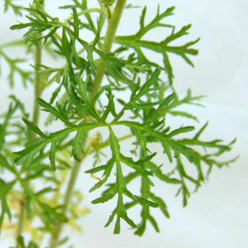 Moschus-Malve Alba - Malva moschata (Foliage)