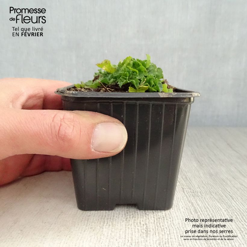 Exemplar von Moschus-Malve Alba - Malva moschata Kleine Töpfe von 7/8 cm wie im Winter geliefert