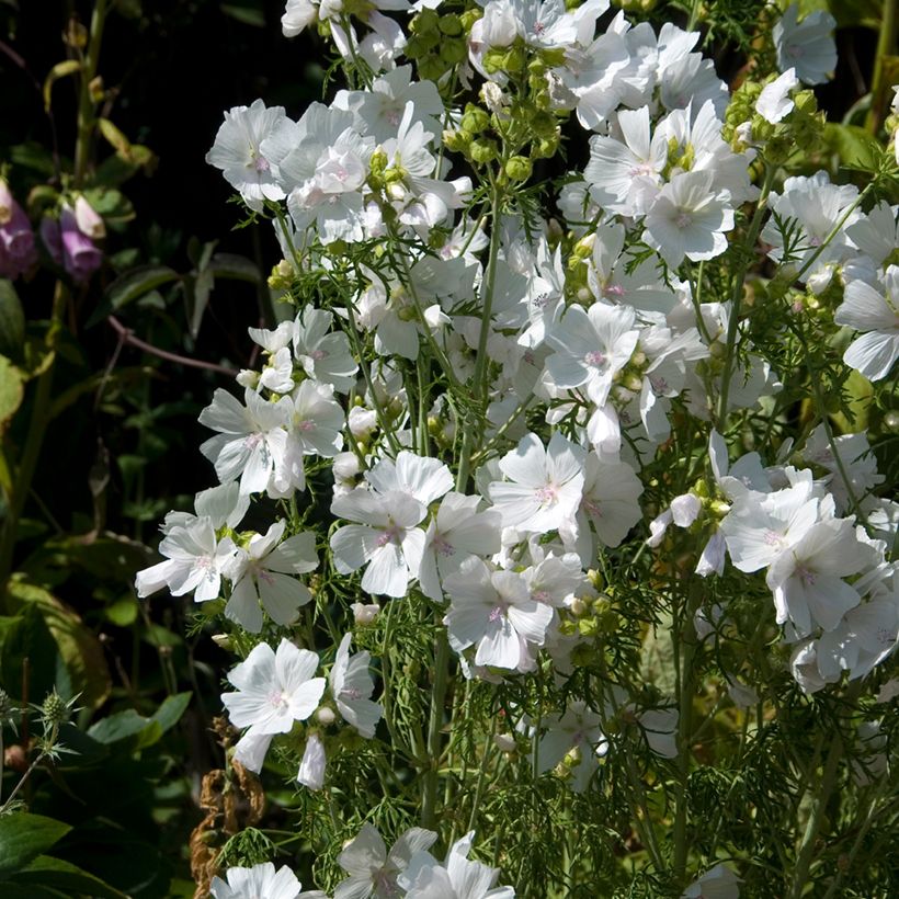 Moschus-Malve Alba - Malva moschata (Plant habit)