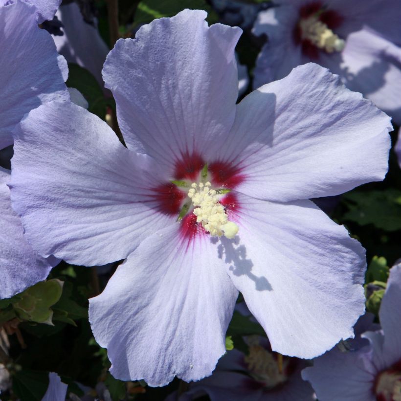 Garten-Hibiscus Azurri - Hibiscus syriacus (Flowering)