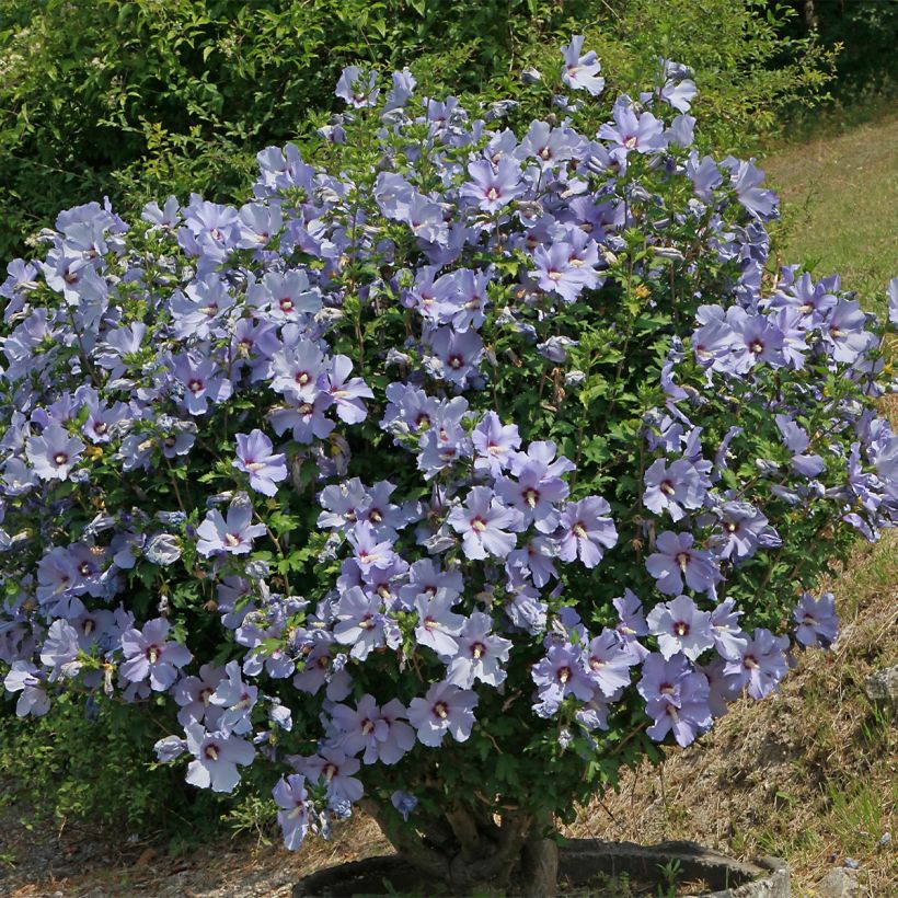 Garten-Hibiscus Azurri - Hibiscus syriacus (Plant habit)