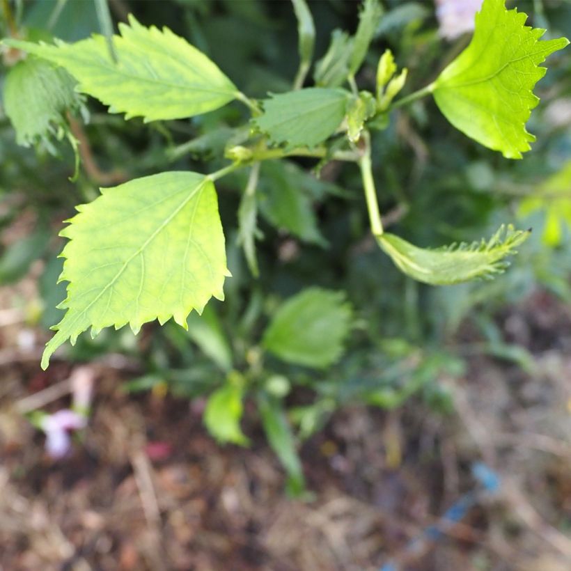 Garten-Hibiscus Purple Pillar - Hibiscus syriacus (Foliage)