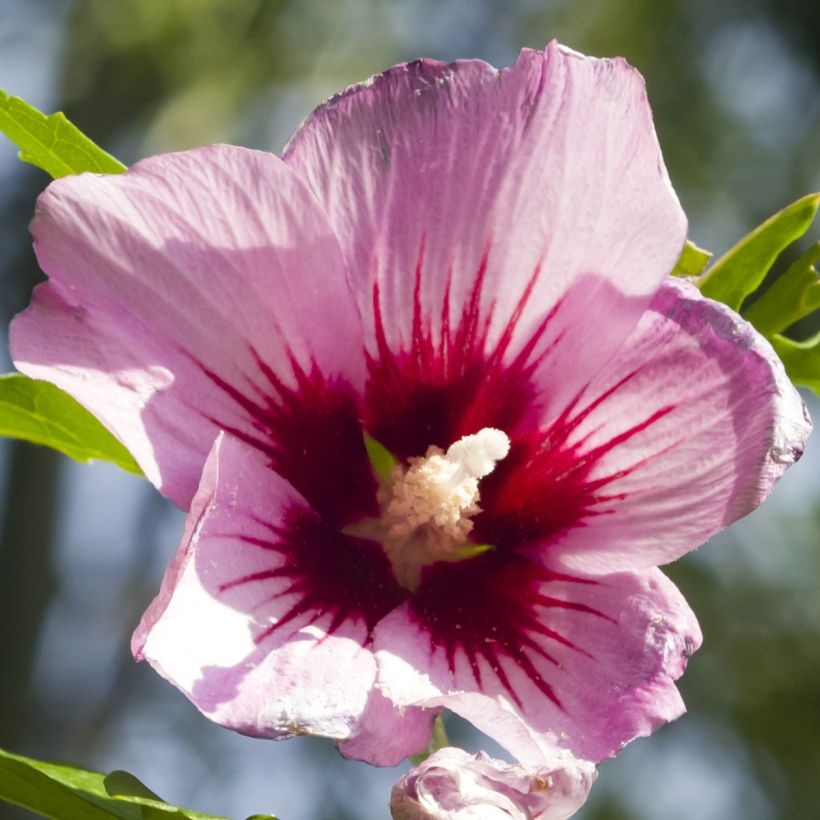 Garten-Hibiscus Rosso - Hibiscus syriacus (Flowering)