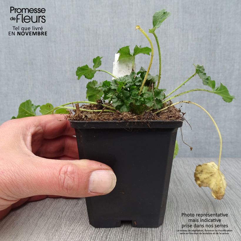Example of Moschus-Malve rosea - Malva moschata Kleine Töpfe von 8/9 cm as you get in automne