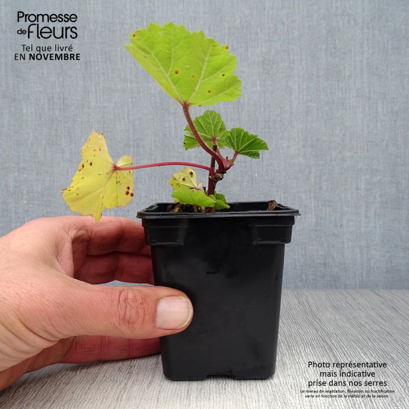 Example of Wilde Malve - Malva sylvestris Kleine Töpfe von 7/8 cm as you get in automne