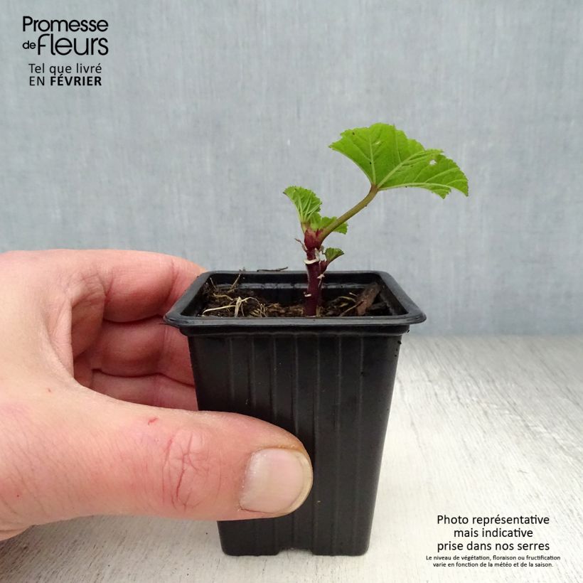 Exemplar von Wilde Malve - Malva sylvestris Kleine Töpfe von 7/8 cm wie im Winter geliefert