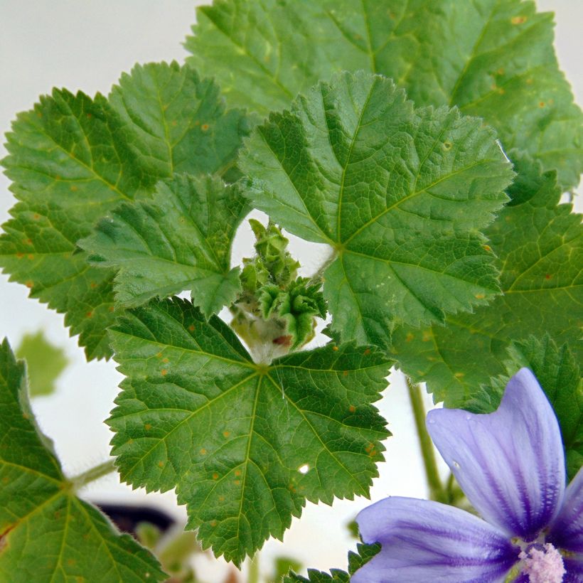 Wilde Malve Primley Blue - Malva sylvestris (Foliage)
