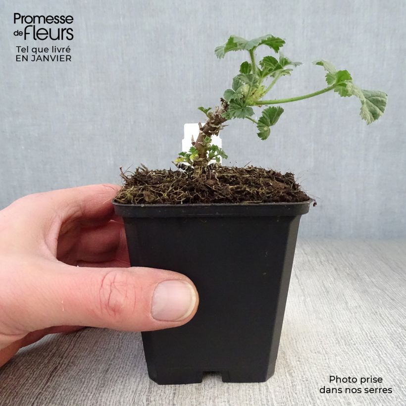 Exemplar von Wilde Malve Primley Blue - Malva sylvestris Kleine Töpfe von 8/9 cm wie im Winter geliefert