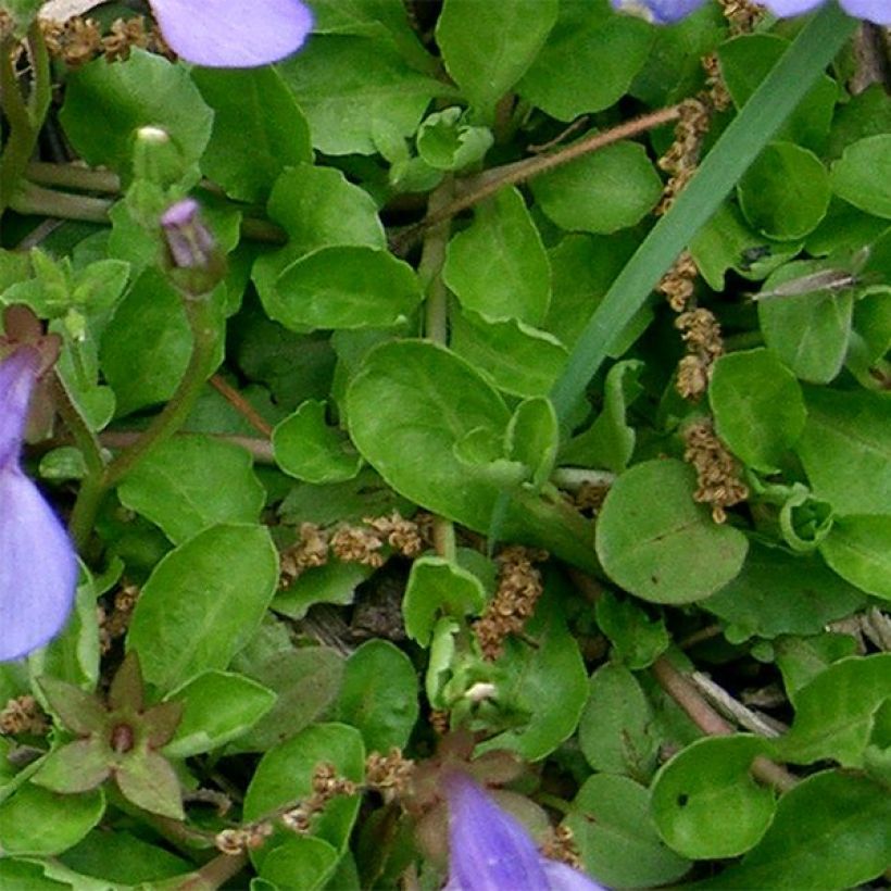 Mazus miquelii - Lippenmäulchen (Foliage)