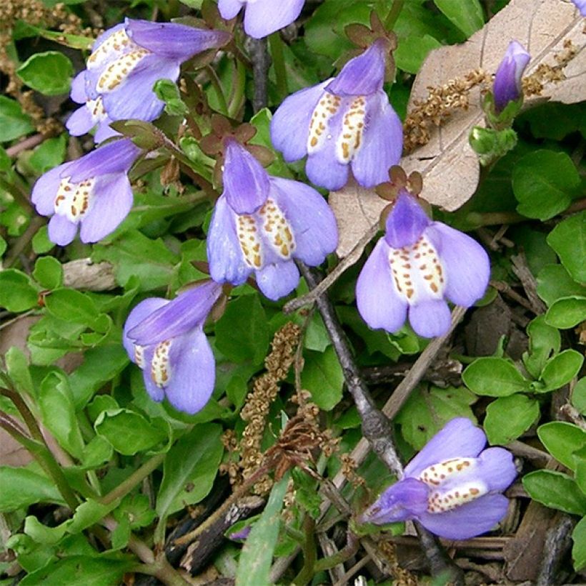 Mazus miquelii - Lippenmäulchen (Flowering)