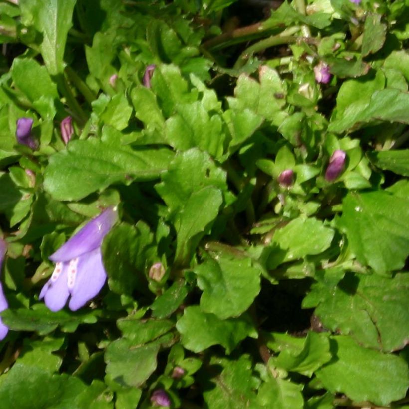 Mazus reptans - Lippenmäulchen (Foliage)