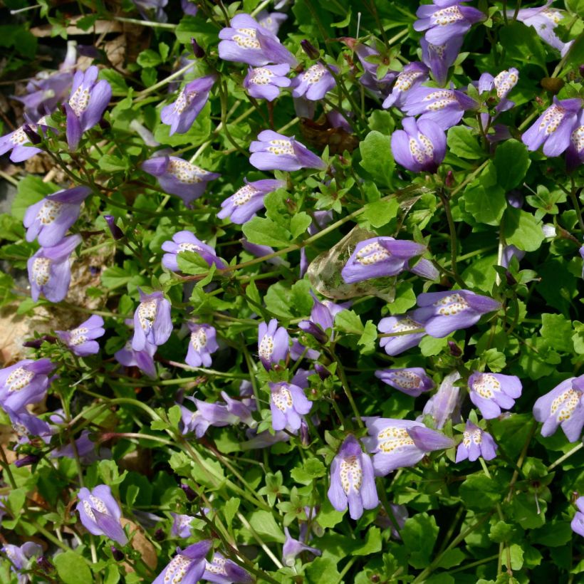 Mazus reptans - Lippenmäulchen (Flowering)