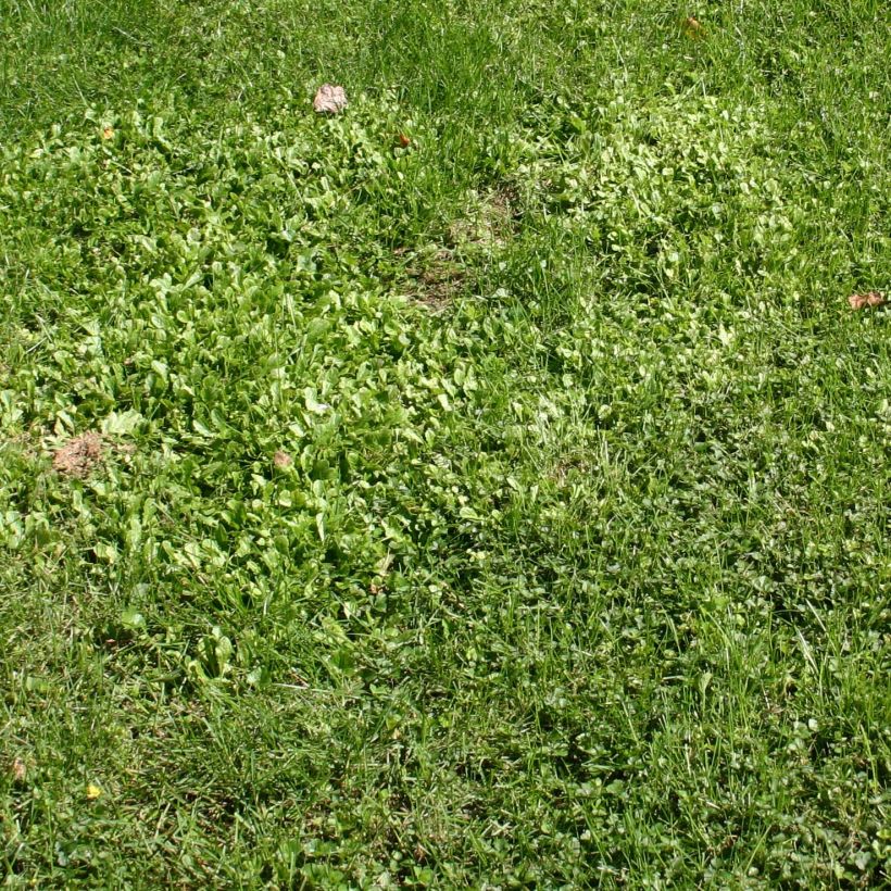 Mazus reptans - Lippenmäulchen (Plant habit)