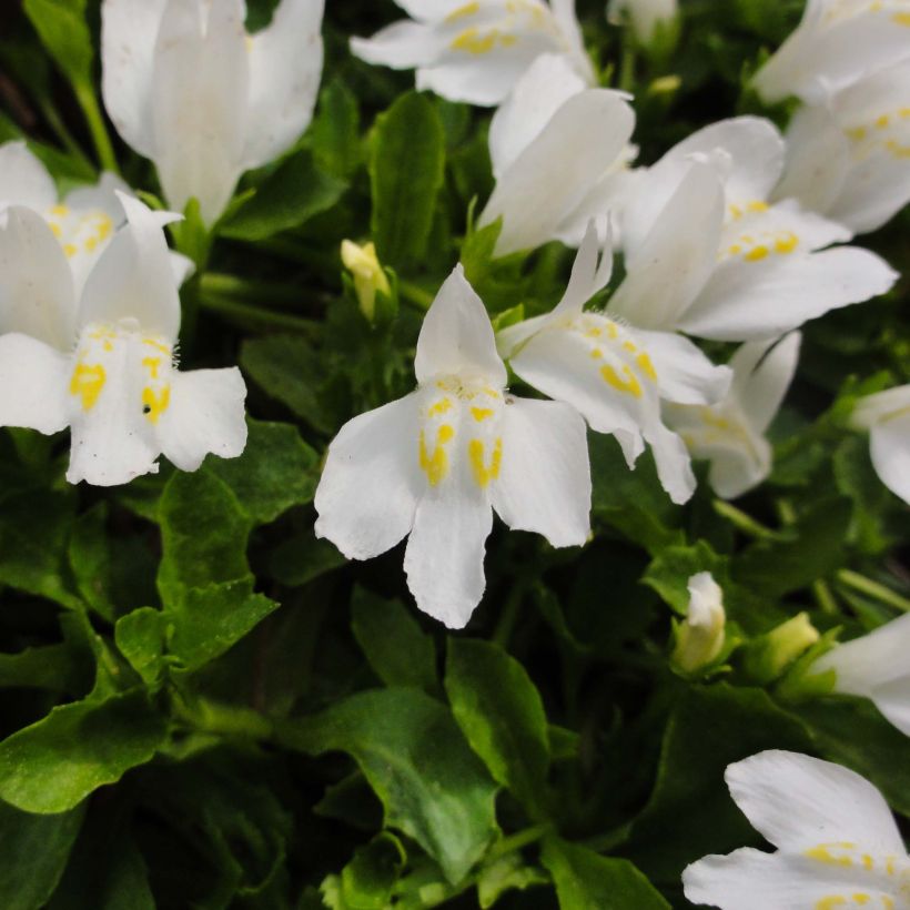 Mazus reptans Albus - Lippenmäulchen (Flowering)
