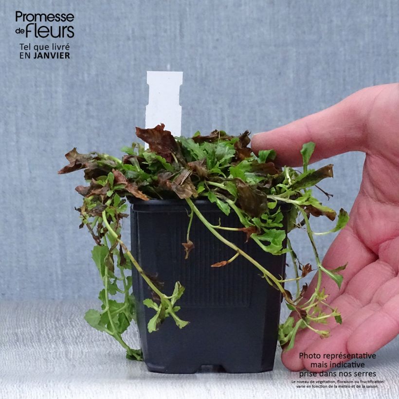 Exemplar von Mazus reptans Albus - Lippenmäulchen Kleine Töpfe von 8/9 cm wie im Winter geliefert