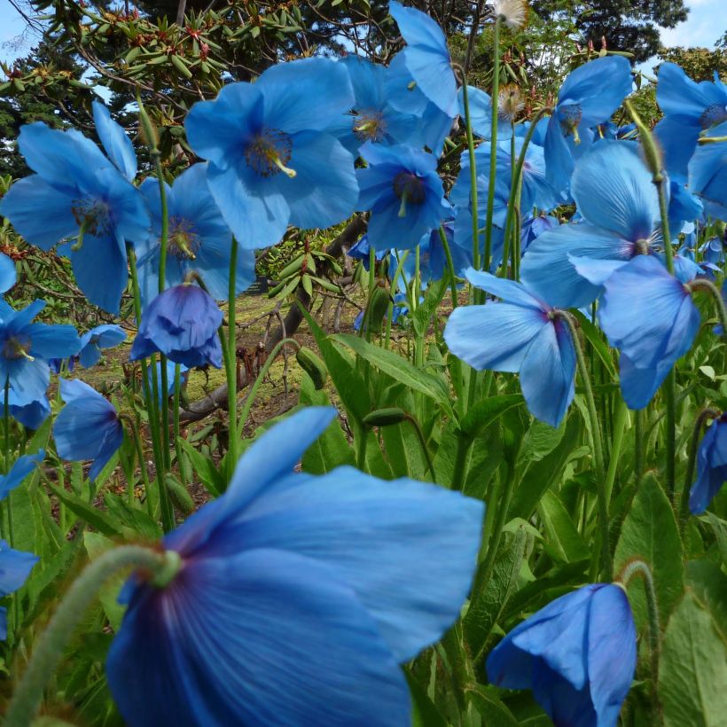 Meconopsis betonicifolia - Scheinmohn (Plant habit)