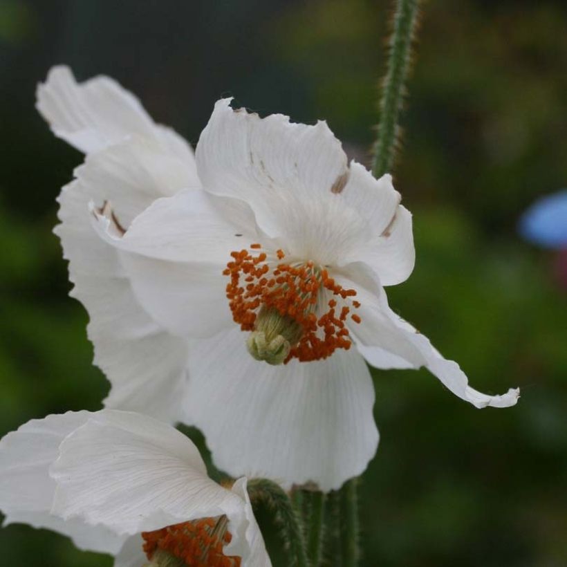 Meconopsis betonicifolia Alba - Scheinmohn (Flowering)