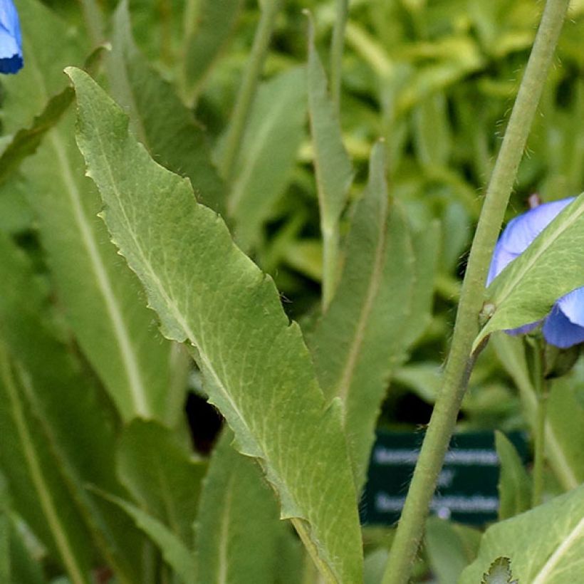 Meconopsis grandis - Großer Scheinmohn (Foliage)