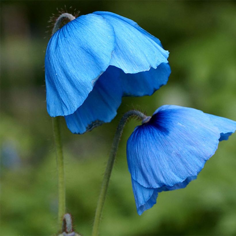 Meconopsis grandis - Großer Scheinmohn (Flowering)