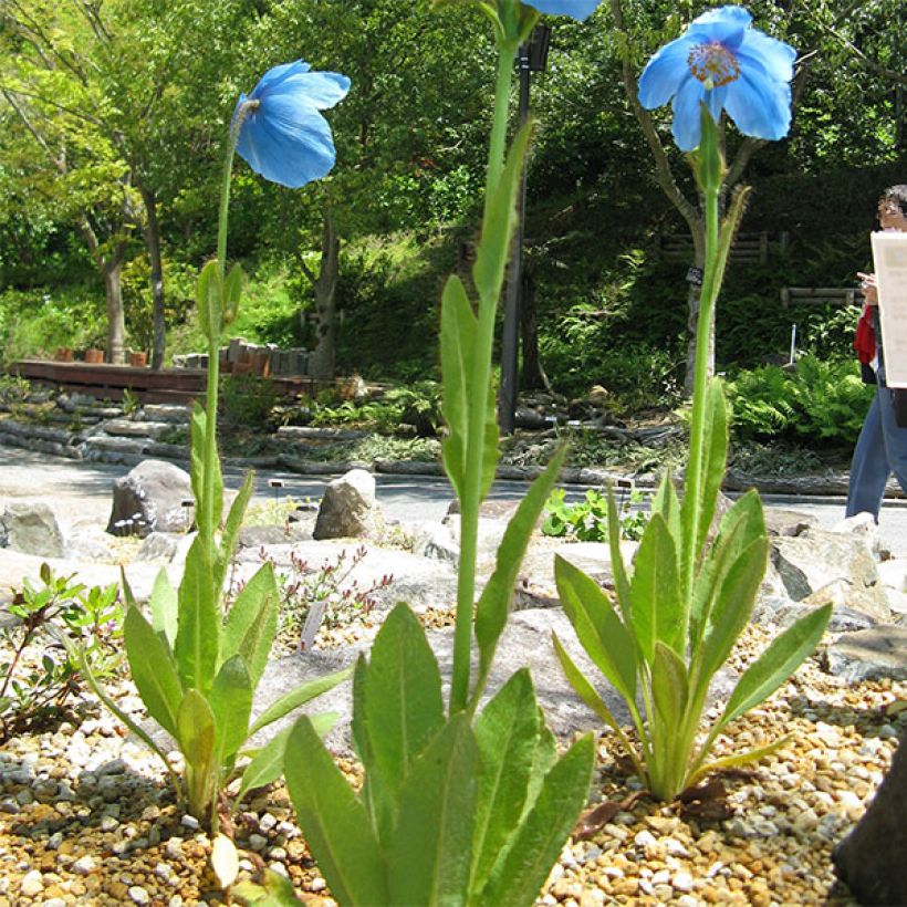 Meconopsis grandis - Großer Scheinmohn (Plant habit)