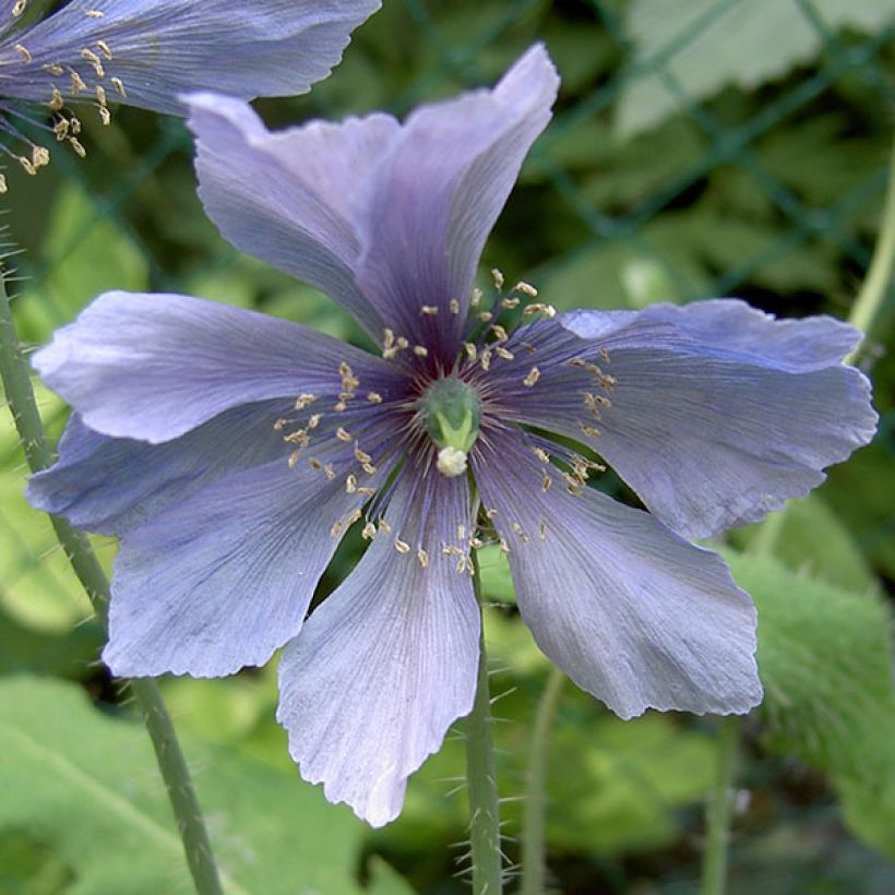 Meconopsis horridula - Stachliger Scheinmohn (Flowering)