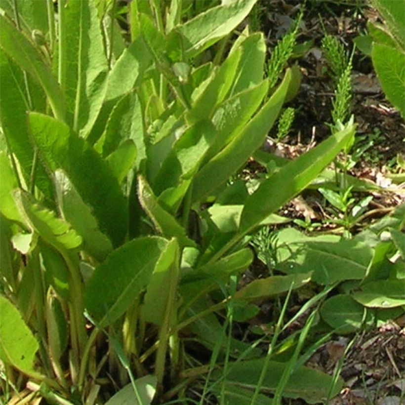 Meconopsis sheldonii - Bastard-Scheinmohn (Foliage)