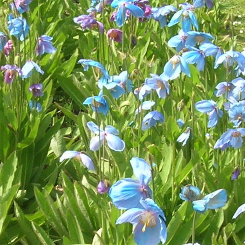 Meconopsis sheldonii - Bastard-Scheinmohn (Flowering)
